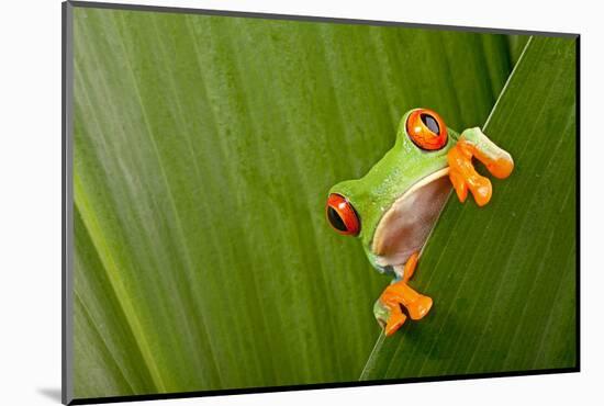 Red Eyed Tree Frog Peeping Curiously Between Green Leafs In Costa Rica Rainforest-kikkerdirk-Mounted Photographic Print