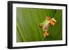 Red Eyed Tree Frog Peeping Curiously Between Green Leafs In Costa Rica Rainforest-kikkerdirk-Framed Photographic Print