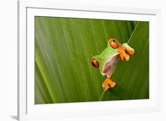 Red Eyed Tree Frog Peeping Curiously Between Green Leafs In Costa Rica Rainforest-kikkerdirk-Framed Photographic Print