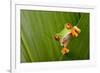 Red Eyed Tree Frog Peeping Curiously Between Green Leafs In Costa Rica Rainforest-kikkerdirk-Framed Photographic Print