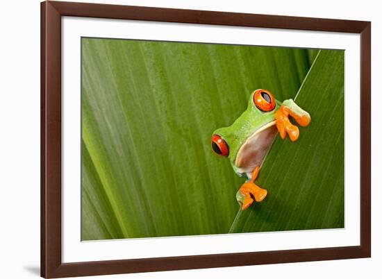 Red Eyed Tree Frog Peeping Curiously Between Green Leafs In Costa Rica Rainforest-kikkerdirk-Framed Photographic Print