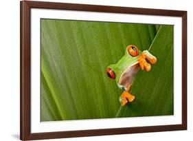 Red Eyed Tree Frog Peeping Curiously Between Green Leafs In Costa Rica Rainforest-kikkerdirk-Framed Photographic Print