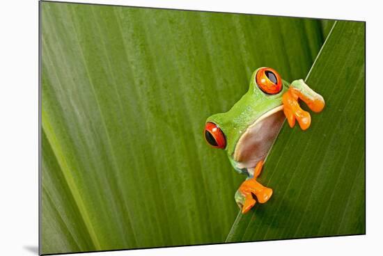 Red Eyed Tree Frog Peeping Curiously Between Green Leafs In Costa Rica Rainforest-kikkerdirk-Mounted Photographic Print