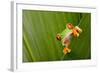 Red Eyed Tree Frog Peeping Curiously Between Green Leafs In Costa Rica Rainforest-kikkerdirk-Framed Photographic Print