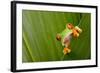 Red Eyed Tree Frog Peeping Curiously Between Green Leafs In Costa Rica Rainforest-kikkerdirk-Framed Photographic Print