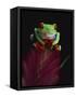 Red-Eyed Tree Frog Perched on Plant-David Northcott-Framed Stretched Canvas