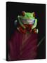 Red-Eyed Tree Frog Perched on Plant-David Northcott-Stretched Canvas