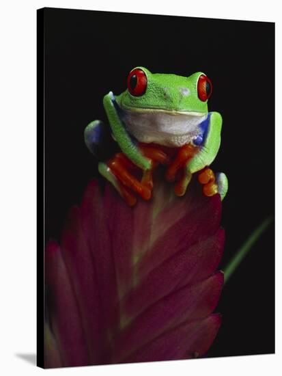 Red-Eyed Tree Frog Perched on Plant-David Northcott-Stretched Canvas