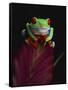 Red-Eyed Tree Frog Perched on Plant-David Northcott-Framed Stretched Canvas