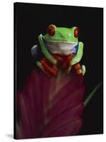 Red-Eyed Tree Frog Perched on Plant-David Northcott-Stretched Canvas