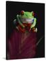 Red-Eyed Tree Frog Perched on Plant-David Northcott-Stretched Canvas