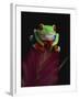 Red-Eyed Tree Frog Perched on Plant-David Northcott-Framed Premium Photographic Print