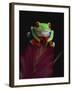 Red-Eyed Tree Frog Perched on Plant-David Northcott-Framed Premium Photographic Print