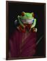 Red-Eyed Tree Frog Perched on Plant-David Northcott-Framed Photographic Print