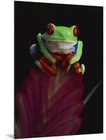 Red-Eyed Tree Frog Perched on Plant-David Northcott-Mounted Photographic Print