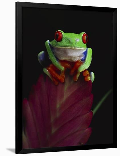 Red-Eyed Tree Frog Perched on Plant-David Northcott-Framed Photographic Print