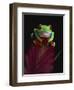 Red-Eyed Tree Frog Perched on Plant-David Northcott-Framed Photographic Print