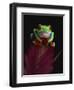 Red-Eyed Tree Frog Perched on Plant-David Northcott-Framed Photographic Print