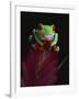 Red-Eyed Tree Frog Perched on Plant-David Northcott-Framed Photographic Print