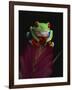 Red-Eyed Tree Frog Perched on Plant-David Northcott-Framed Photographic Print