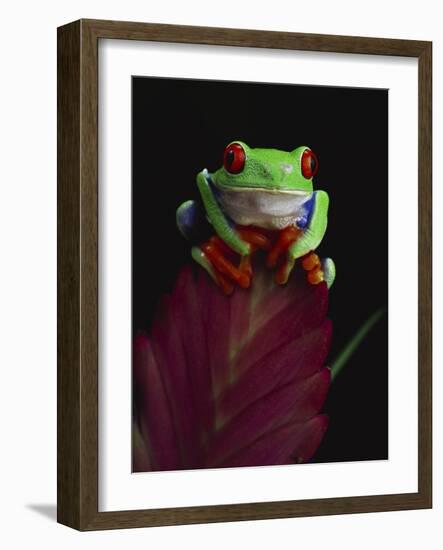 Red-Eyed Tree Frog Perched on Plant-David Northcott-Framed Photographic Print