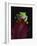 Red-Eyed Tree Frog Perched on Plant-David Northcott-Framed Photographic Print