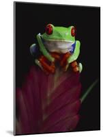 Red-Eyed Tree Frog Perched on Plant-David Northcott-Mounted Photographic Print
