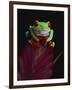 Red-Eyed Tree Frog Perched on Plant-David Northcott-Framed Photographic Print