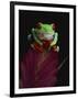 Red-Eyed Tree Frog Perched on Plant-David Northcott-Framed Photographic Print