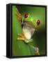 Red Eyed Tree Frog Portrait, Costa Rica-Edwin Giesbers-Framed Stretched Canvas