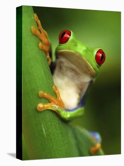 Red Eyed Tree Frog Portrait, Costa Rica-Edwin Giesbers-Stretched Canvas