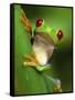 Red Eyed Tree Frog Portrait, Costa Rica-Edwin Giesbers-Framed Stretched Canvas