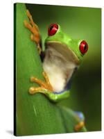 Red Eyed Tree Frog Portrait, Costa Rica-Edwin Giesbers-Stretched Canvas