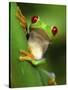 Red Eyed Tree Frog Portrait, Costa Rica-Edwin Giesbers-Stretched Canvas