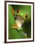 Red Eyed Tree Frog Portrait, Costa Rica-Edwin Giesbers-Framed Premium Photographic Print