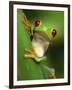 Red Eyed Tree Frog Portrait, Costa Rica-Edwin Giesbers-Framed Premium Photographic Print