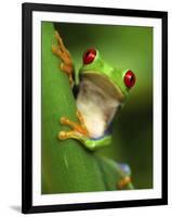 Red Eyed Tree Frog Portrait, Costa Rica-Edwin Giesbers-Framed Premium Photographic Print