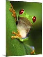 Red Eyed Tree Frog Portrait, Costa Rica-Edwin Giesbers-Mounted Premium Photographic Print