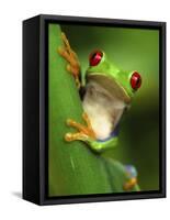 Red Eyed Tree Frog Portrait, Costa Rica-Edwin Giesbers-Framed Stretched Canvas