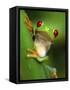 Red Eyed Tree Frog Portrait, Costa Rica-Edwin Giesbers-Framed Stretched Canvas