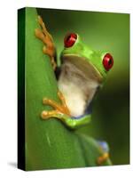 Red Eyed Tree Frog Portrait, Costa Rica-Edwin Giesbers-Stretched Canvas