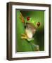 Red Eyed Tree Frog Portrait, Costa Rica-Edwin Giesbers-Framed Photographic Print