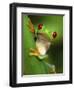 Red Eyed Tree Frog Portrait, Costa Rica-Edwin Giesbers-Framed Photographic Print