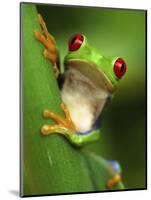 Red Eyed Tree Frog Portrait, Costa Rica-Edwin Giesbers-Mounted Photographic Print