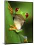 Red Eyed Tree Frog Portrait, Costa Rica-Edwin Giesbers-Mounted Photographic Print
