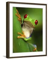 Red Eyed Tree Frog Portrait, Costa Rica-Edwin Giesbers-Framed Photographic Print