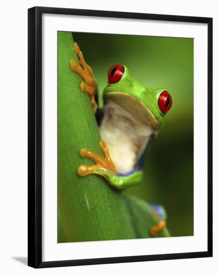 Red Eyed Tree Frog Portrait, Costa Rica-Edwin Giesbers-Framed Photographic Print