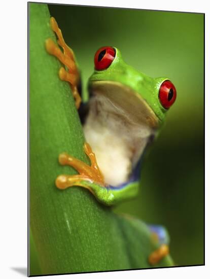 Red Eyed Tree Frog Portrait, Costa Rica-Edwin Giesbers-Mounted Photographic Print