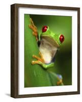 Red Eyed Tree Frog Portrait, Costa Rica-Edwin Giesbers-Framed Photographic Print