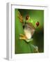 Red Eyed Tree Frog Portrait, Costa Rica-Edwin Giesbers-Framed Photographic Print